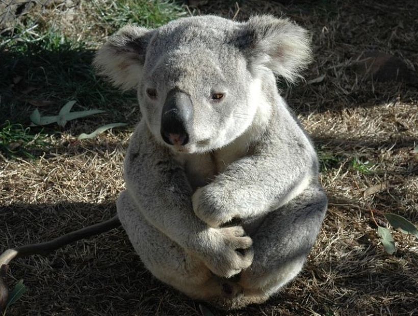 In Australia they declare that koalas are "functionally extinct"