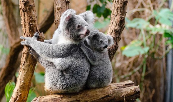 translated from Spanish: Koalas are almost extinct