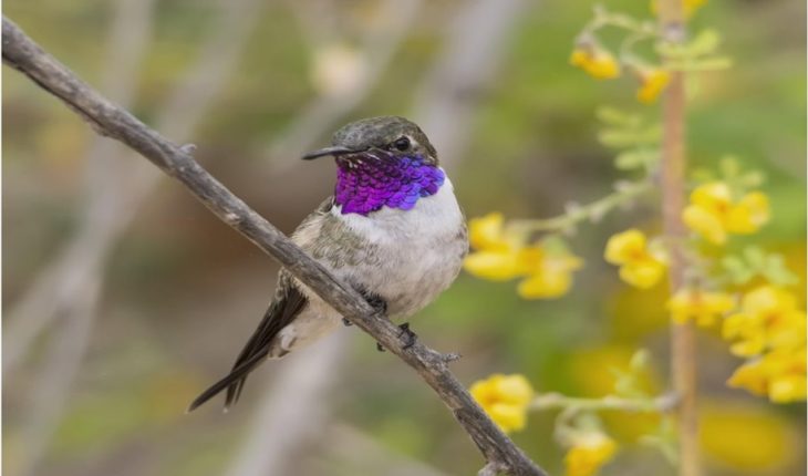 translated from Spanish: Launching Plan “Last shelters” after creating protected area for the conservation of the Arica’s hummingbird