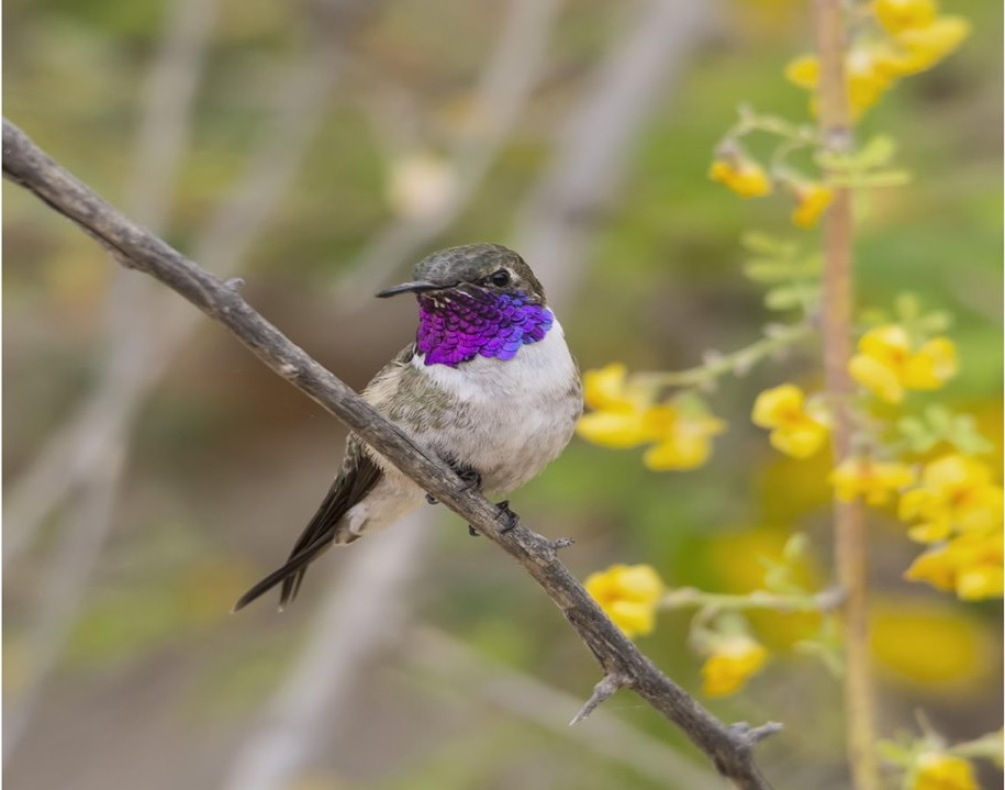 Launching Plan "Last shelters" after creating protected area for the conservation of the Arica's hummingbird