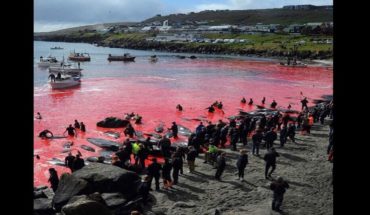 translated from Spanish: Merciless slaughter of whales and dolphins came to dye the sea red