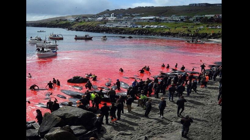 Merciless slaughter of whales and dolphins came to dye the sea red