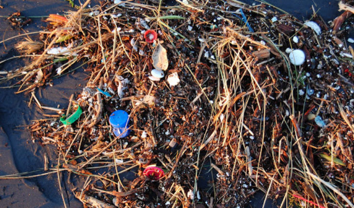 translated from Spanish: Plastic pollution damages bacteria that produce oxygen