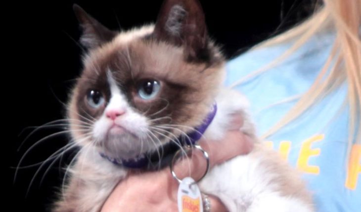 translated from Spanish: The cat, known as “Grumpy”, died.