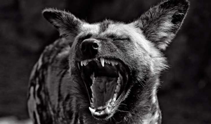 translated from Spanish: The pack Elitaria: the Hyenas of modernization