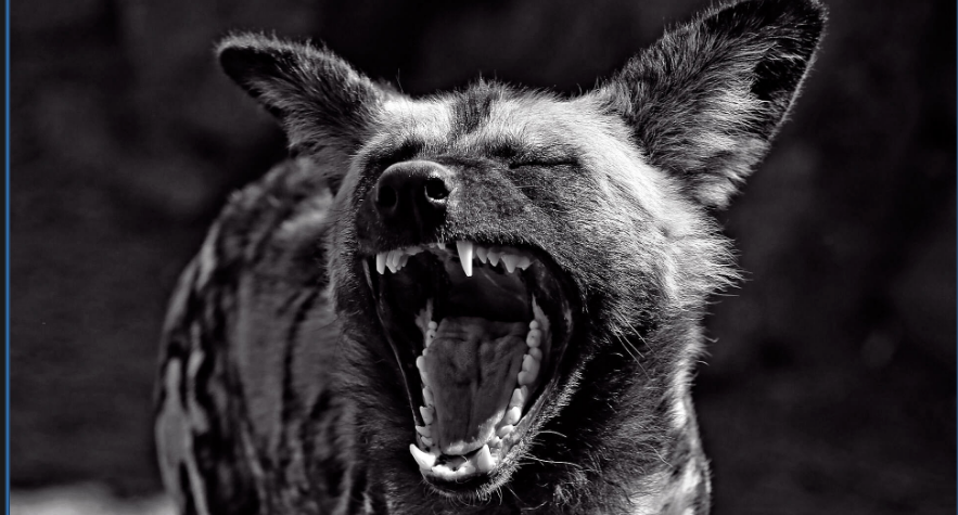 The pack Elitaria: the Hyenas of modernization