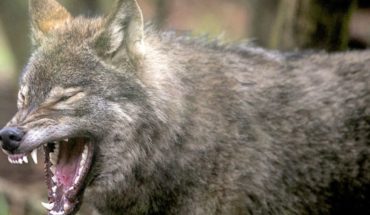 translated from Spanish: What animals live in Chernobyl today?