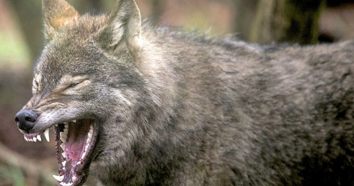 What animals live in Chernobyl today?