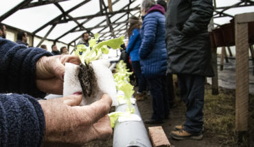 Agricultores de Puerto Natales recurren a la hidroponía para cosechar lechugas en invierno