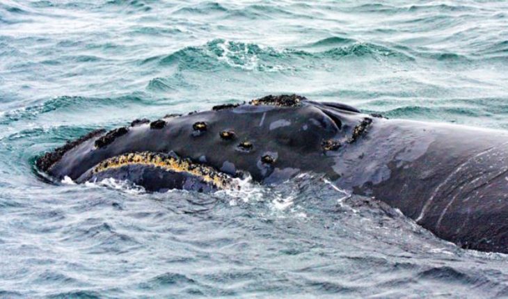 Científicos graban por primera vez el canto de una de las ballenas más desconocidas del planeta