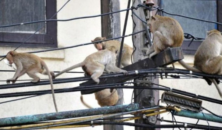En la India quieren frenar la expansión de los monos, se muestran cada vez más agresivos contra los humanos