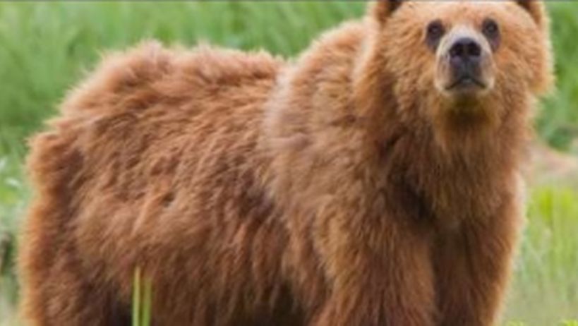 Hombre sobrevivió un mes atrapado en la guarida de un oso: "Me guardó como comida para el futuro"