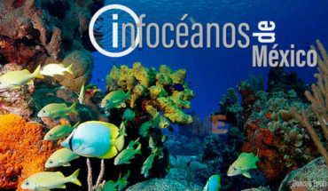 Infocéanos de México, la primera plataforma digital que reúne información sobre datos de investigación marina del país