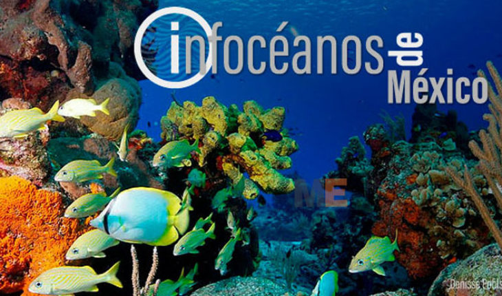 Infocéanos de México, la primera plataforma digital que reúne información sobre datos de investigación marina del país