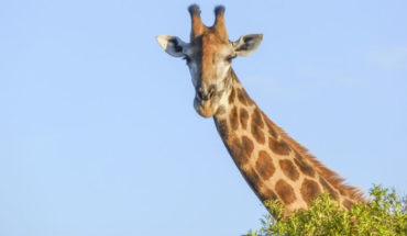 Las jirafas se suman a los animales en peligro de extinción