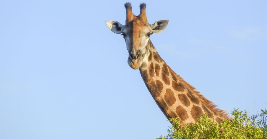 Las jirafas se suman a los animales en peligro de extinción