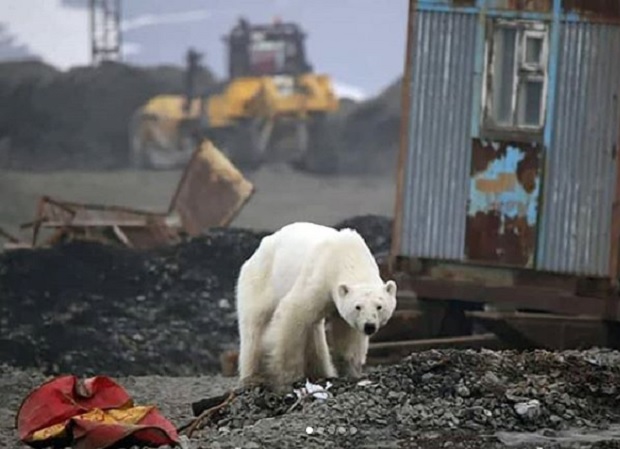 Oso polar llegó en lamentables condiciones a Rusia buscando comida