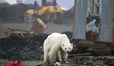 Oso polar llegó en lamentables condiciones a Rusia buscando comida