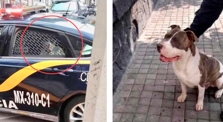 Policía secuestra a un perro y pide por su rescate 2 mil 500 pesos en México