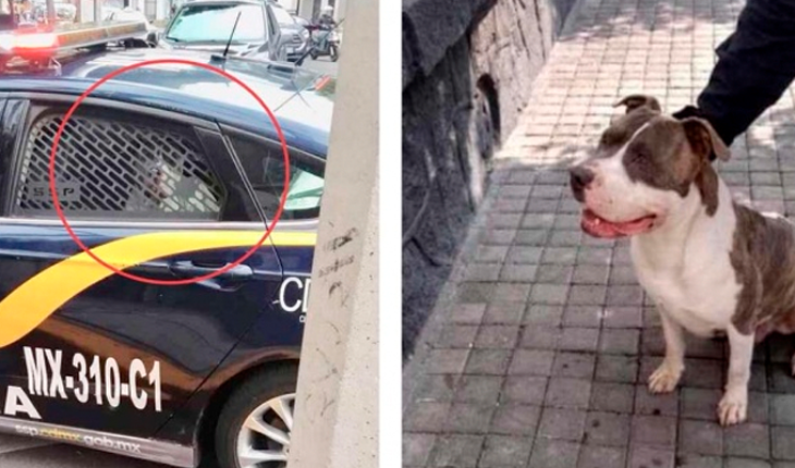 Policía secuestra a un perro y pide por su rescate 2 mil 500 pesos en México