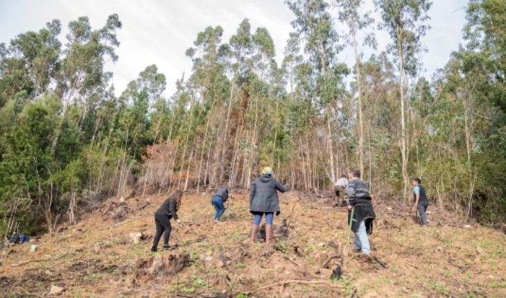 Restauran bosque nativo durante We Tripantu en la Cordillera de Nahuelbuta