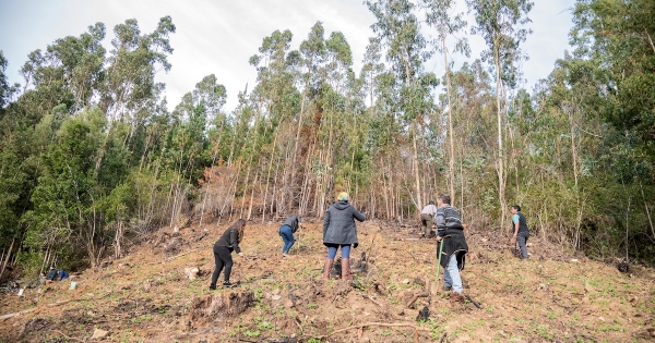 Restauran bosque nativo durante We Tripantu en la Cordillera de Nahuelbuta