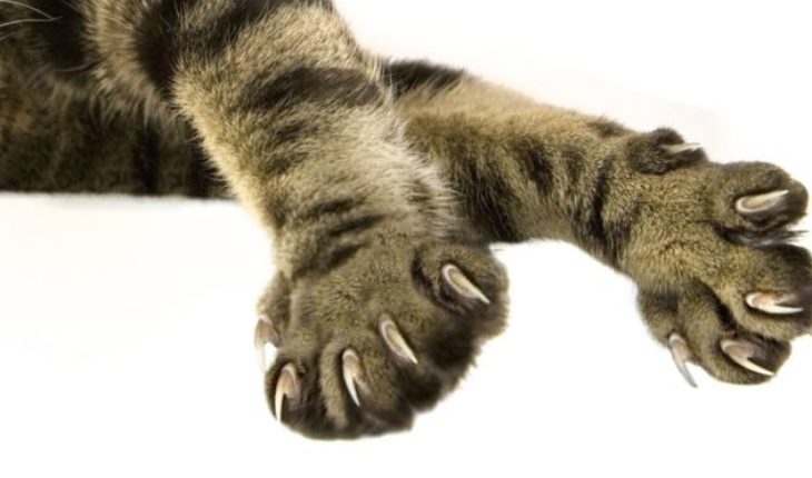 translated from Spanish: Cat claws: Why do Americans amputate them?