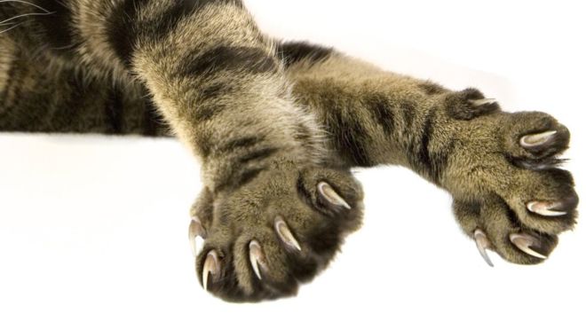 Cat claws: Why do Americans amputate them?