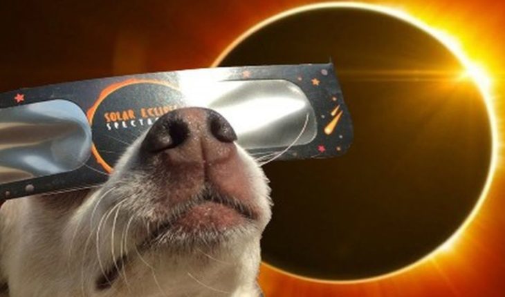 translated from Spanish: How are animals going to react to the total eclipse of the sun?