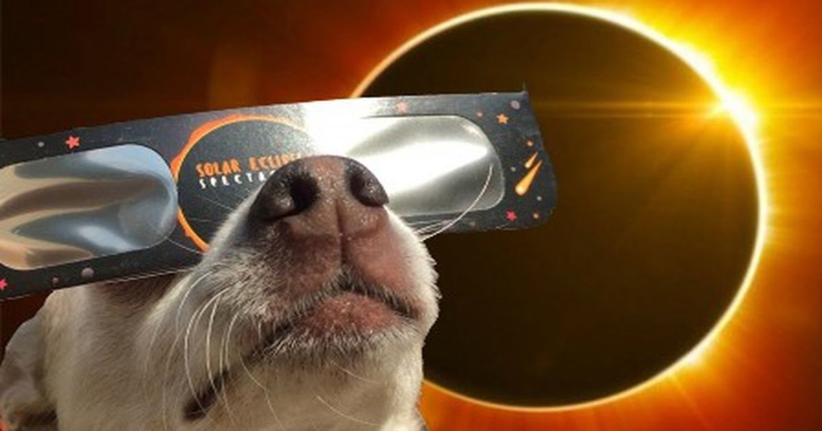 How are animals going to react to the total eclipse of the sun?