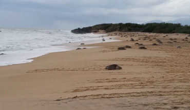Arriban a playas michoacanas cientos de tortugas golfinas para desovar