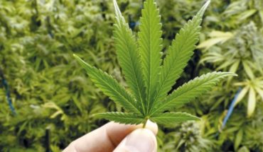 Cannabis y el problema real