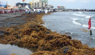 El sargazo verde comienza a invadir las playas de Veracruz