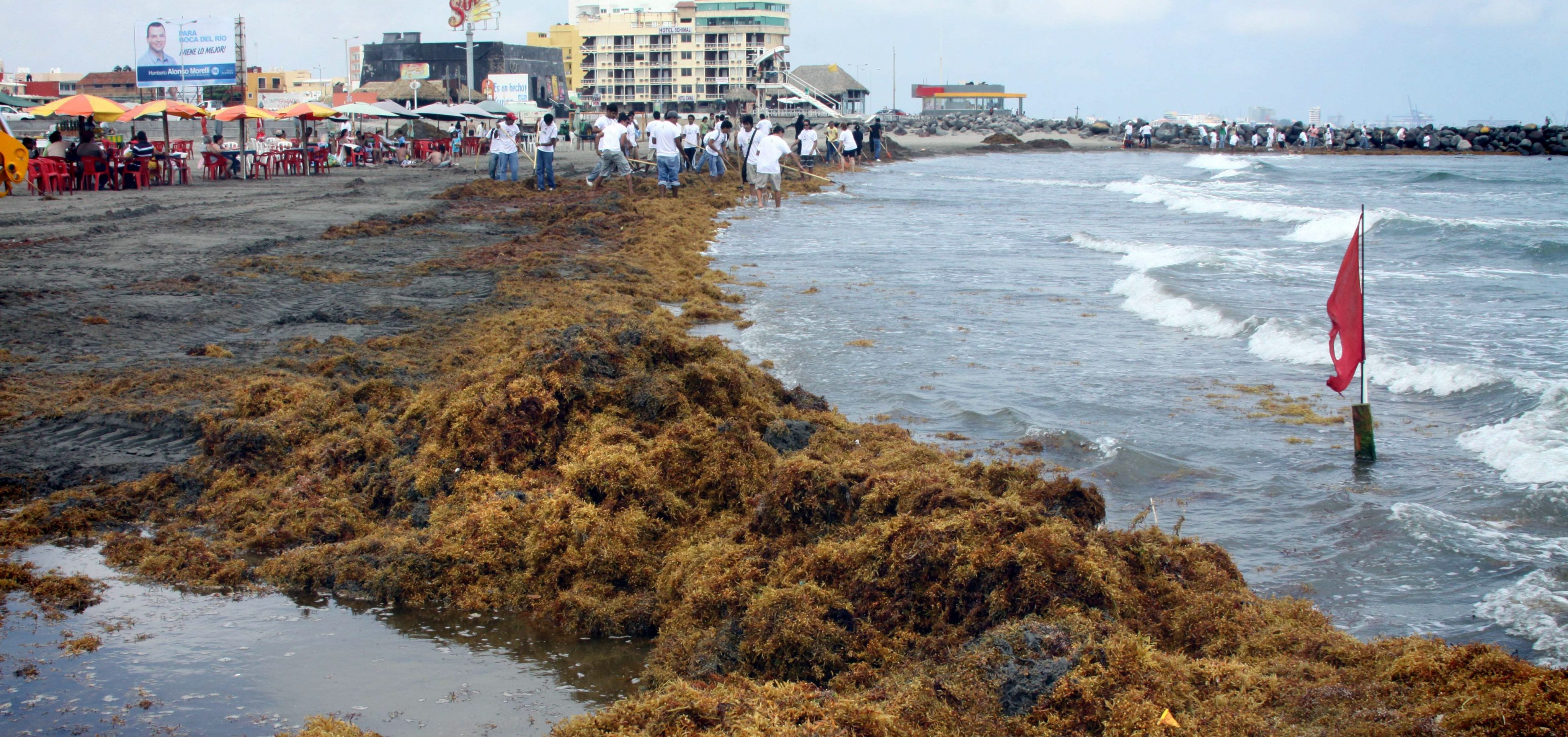 El sargazo verde comienza a invadir las playas de Veracruz