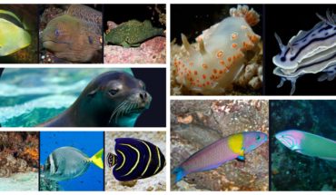 Estas especies habitan en el Mar de Cortés, donde se derramó acido sulfúrico