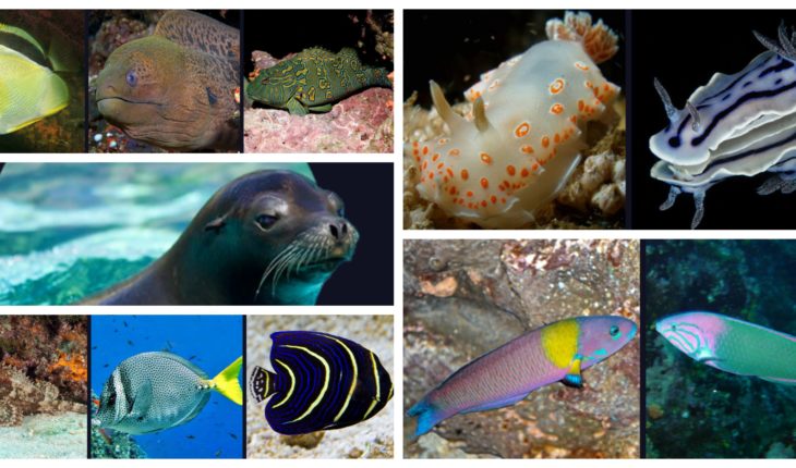 Estas especies habitan en el Mar de Cortés, donde se derramó acido sulfúrico