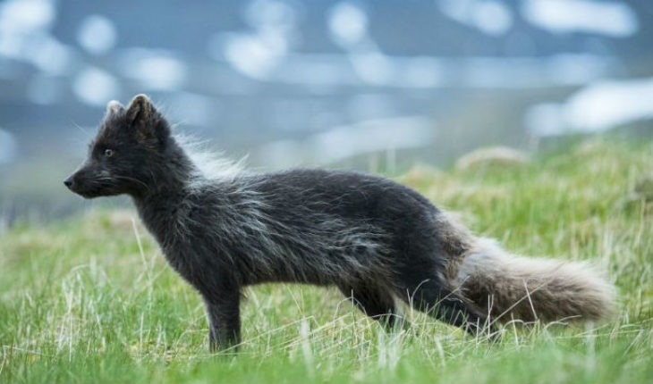 Increíble, zorro ártico caminó desde Noruega hasta Canadá en 76 días