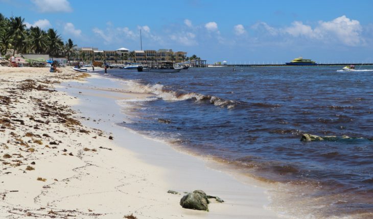 La ‘peste’ del sargazo: un daño mayor que el peor huracán para la Riviera Maya