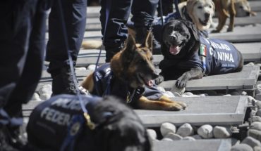 Policía Federal dará en adopción a 28 perros