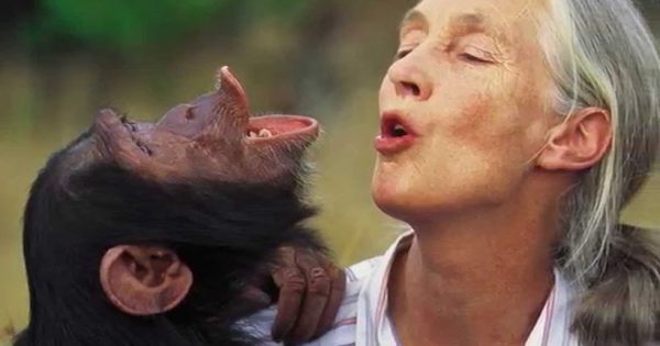 Primatóloga Jane Goodall: “El mayor problema es la codicia”