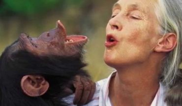 Primatóloga Jane Goodall: “El mayor problema es la codicia”