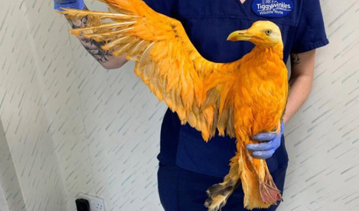 Rescatan a una exótica ave color naranja: estaba cubierta de curry