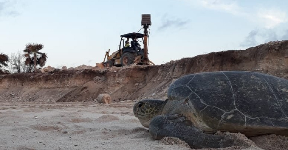 Semarnat aprobó proyecto hotelero que afecta a tortugas