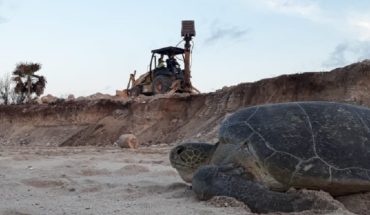 Semarnat aprobó proyecto hotelero que afecta a tortugas