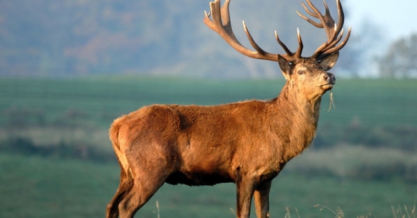 Venden su carne y cornamenta: Fiscalía investiga 21 denuncias por caza ilegal de ciervos en Villarrica