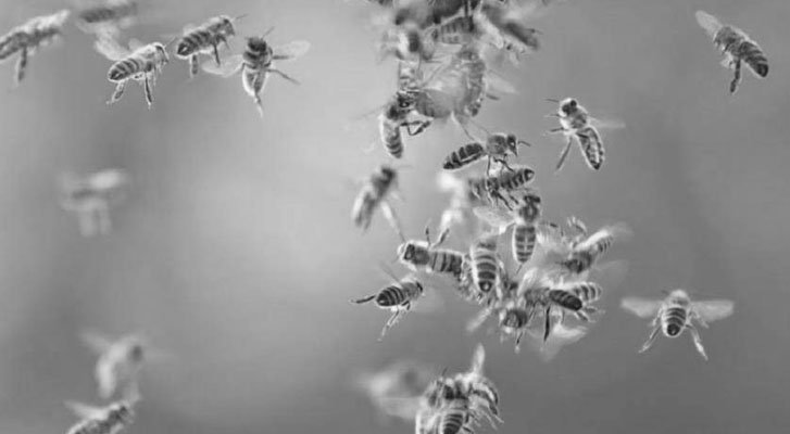 A man dies when attacked by Africanized bees, in Los Reyes, Michoacán
