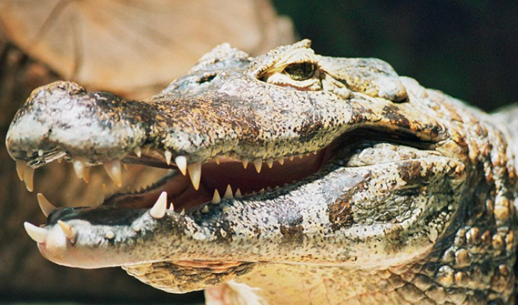 translated from Spanish: Alligators devour the corpse of a minor in a lake in Florida, USA