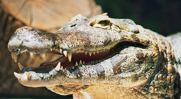 Alligators devour the corpse of a minor in a lake in Florida, USA