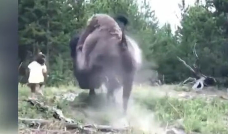 translated from Spanish: Bison attacks and throws a girl into the air in Yellowstone Park (Video)