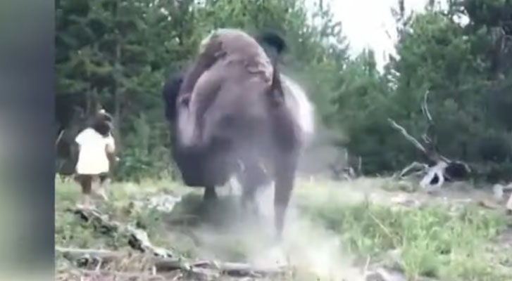 Bison attacks and throws a girl into the air in Yellowstone Park (Video)
